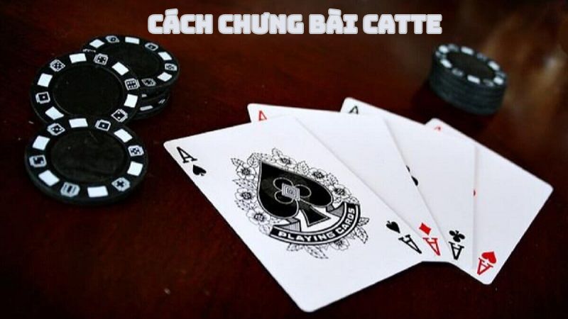 Cách chưng bài Catte